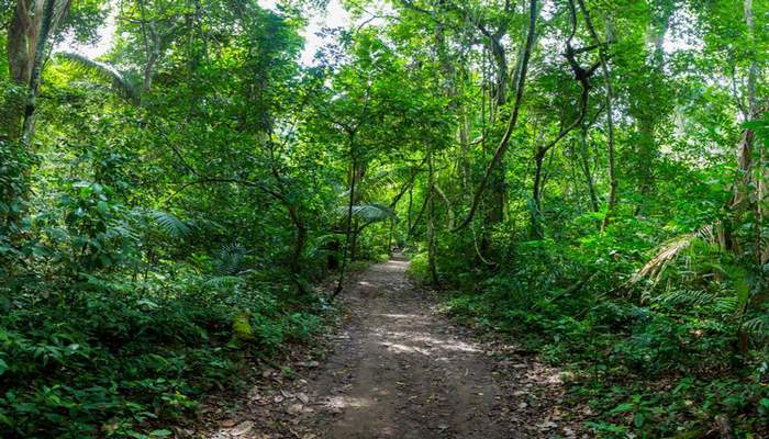 Nazir müavini: "Meşə fondunun açıq sahələrini icarəyə veririk"