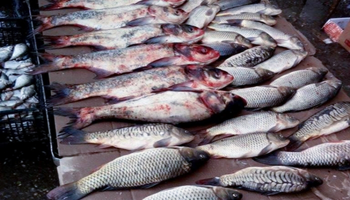 Balıq mövsümü başladı - qiymətlər