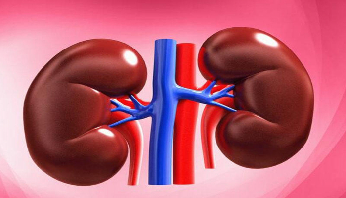 Alimlər böyrək yetişdirdilər - yeni kəşf