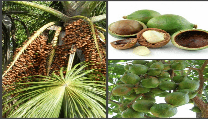 Ən bahalı çərəz: makadamiya fındığı. Faydalar