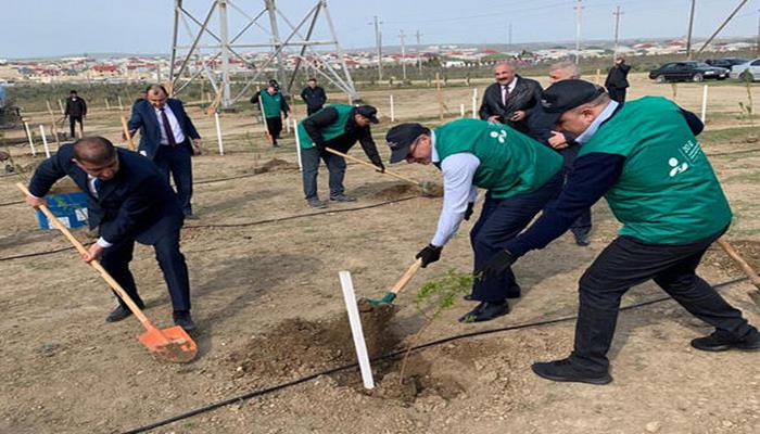 Bakı-Şamaxı yolunda ağacəkmə aksiyası keçirilib