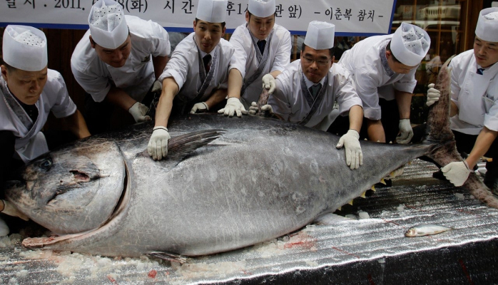 Yaponiyada tuna balığı rekord qiymətə satıldı – 1,8 milyon dollar