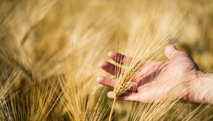 COVID-19 epidemiyası səbəbindən Avropada heç kim məhsul yığmayacaq