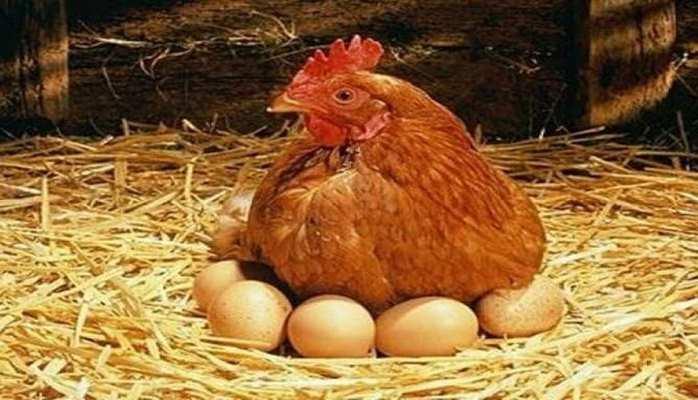 Quşlar tələf olur, Bakıda yumurta limitlə satılır