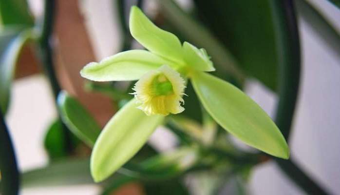 Ваниль начали использовать 3,5 тысячи лет назад