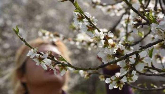 Türkiyədə təşkil olunan badam çiçəyi festivalı böyük maraqla qarşılanıb