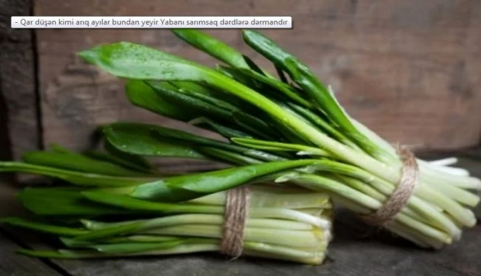 Qışın dərmanı: Ayı sarımsağıYabanı növün faydaları