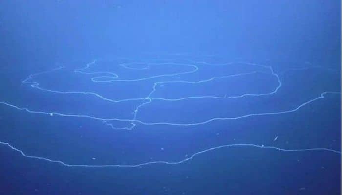 Alimlər 47 metr uzunluğunda dəniz canlısını lentə aldılar