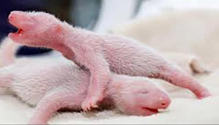 В Китае родились разнополые панды-близнецы