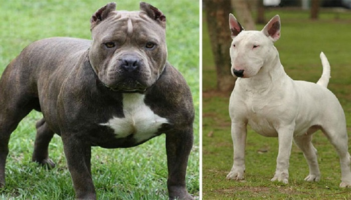 Türkiyədə 4 it cinsinə qarşı qadağa tətbiq edilib