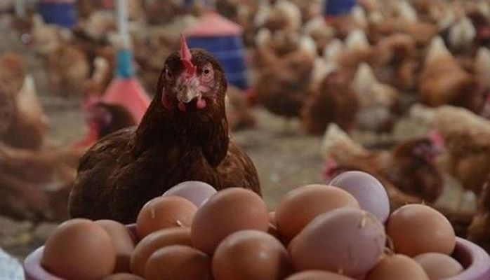 Заявление в связи с продажей яиц «из будущего»