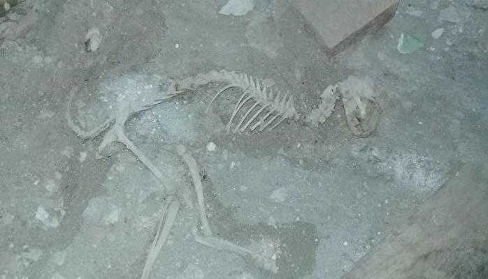 Özbəkistanda dinozavr skeleti tapıldı