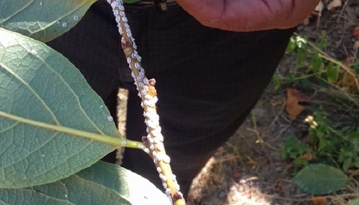 Zərərvericilərə qarşı mübarizə davam edir