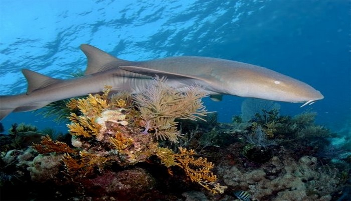 Обнаружена серая акула-медсестра ранее неизвестная науке.