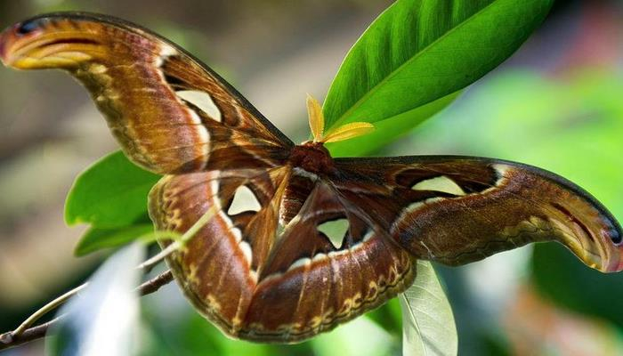 В Праге появилась самая большая в мире бабочка