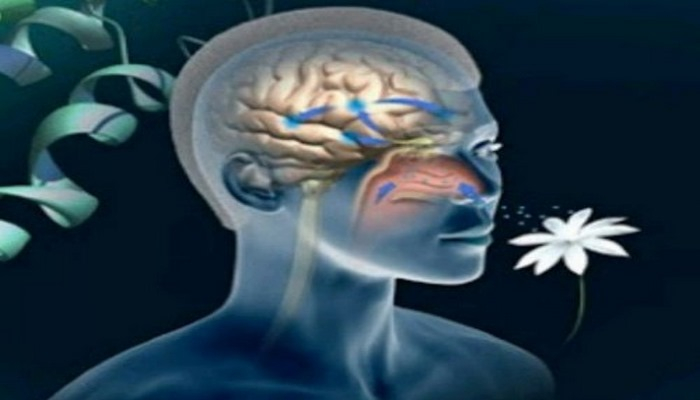 Люди с тяжелейшими травмами головы способны воспринимать тесты на запах