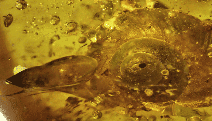 В янтаре нашли улитку возрастом 99 миллионов лет
