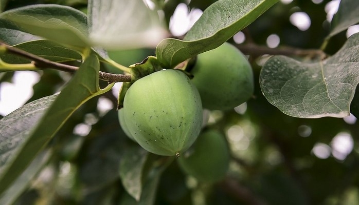 Göyçaylı fermer: Daxili və xarici bazarlarda yetişdirdiyimiz xurmaya böyük tələbat var