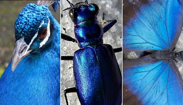 Почему в природе так мало живых существ синего цвета?