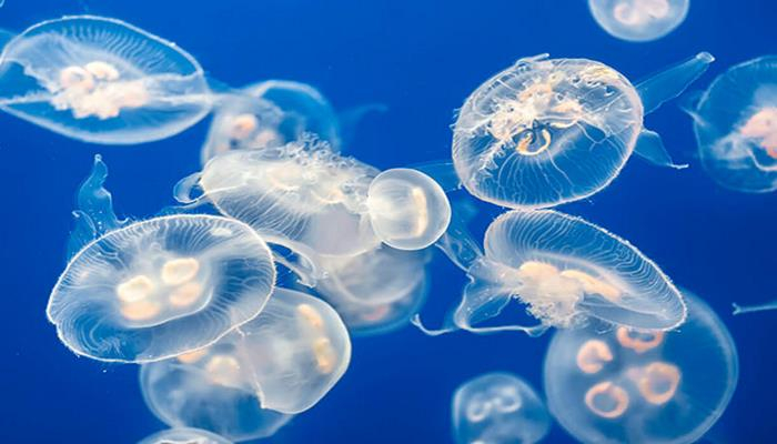 Ученые создали робота со сверхчувствительными щупальцами для ловли медуз