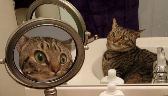 Шокированный кот восхитил пользователей Сети