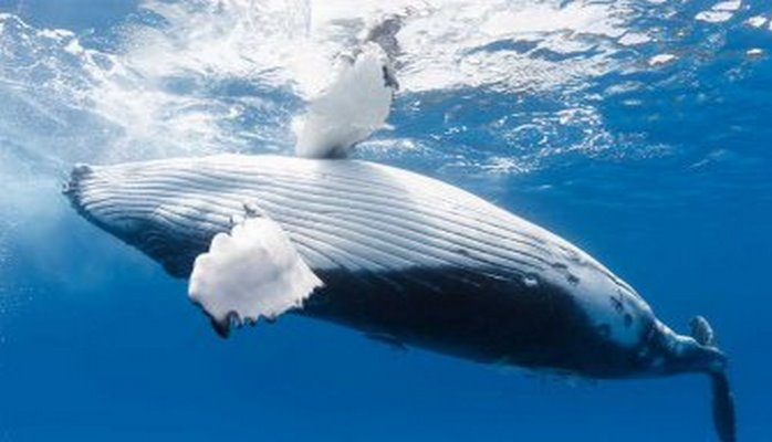Гидролокаторы оказались причиной самоубийства китов