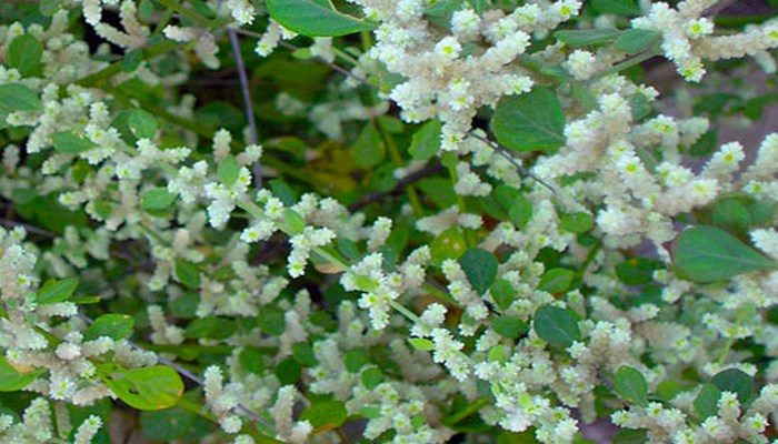 Böyrək daşlarını əridən Möcüzəli ot