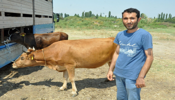 Nazirlik 132 ailəyə mal-qara verib