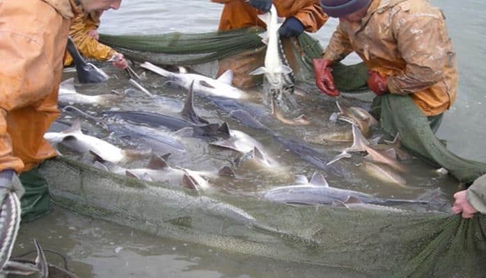 В Азербайджане обнародованы виды разрешенной для ловли рыбы