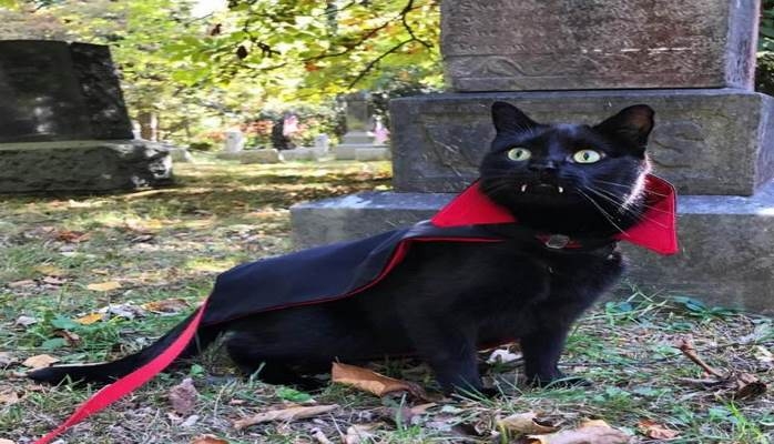 Чёрный кот-Дракула восхитил соцсети