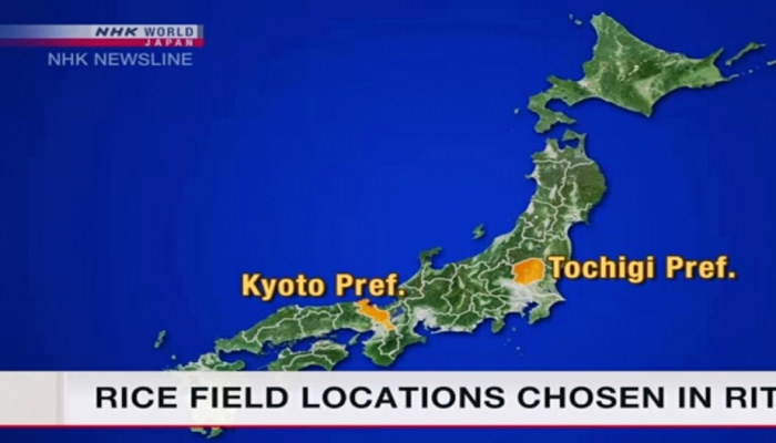 Yaponiyada yeni İmperatorun taxta çıxması mərasimi üçün düyü yığılacaq