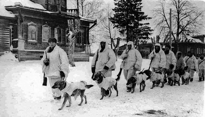 Животные, которые помогли советским солдатам победить