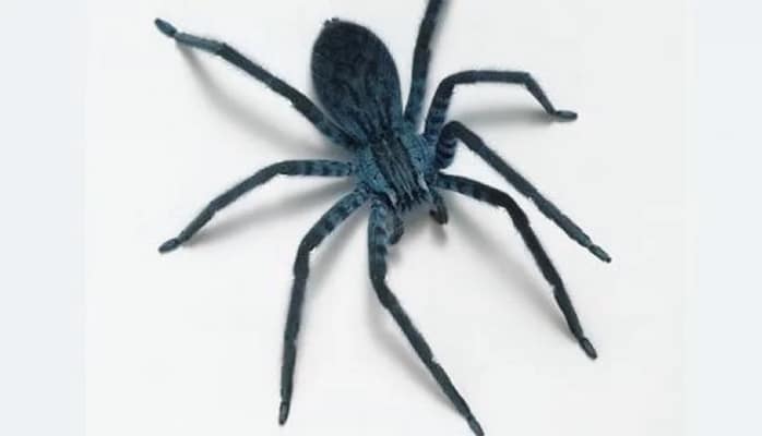 Bu hörümçəklərdən tibdə istifadə olunacaq