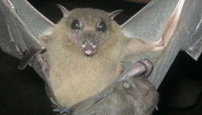 Коронавирусы и летучие мыши развивались вместе на протяжении миллионов лет