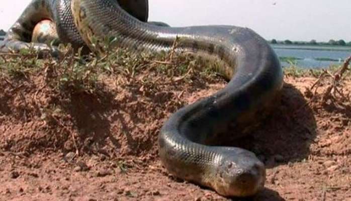 Nəhəng ilan porsuğu diri-diri udarkən görün nə oldu