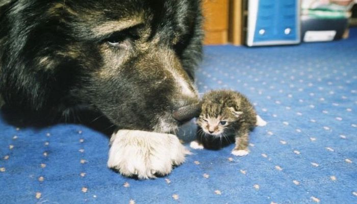 Эксперты рассказали, как защитить домашних животных от COVID-19