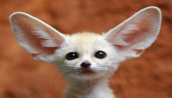 Türkiyə bəzi heyvanların ölkəyə gətirilməsinə qadağa qoydu