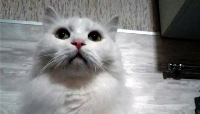 Чудо-кота, приносящего счастье, продают за 317 тысяч манатов
