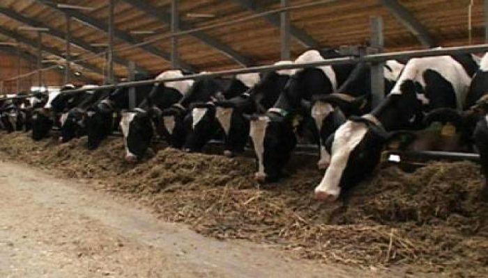 Аргентинские ученые занялись генетическим улучшением кормов для коров
