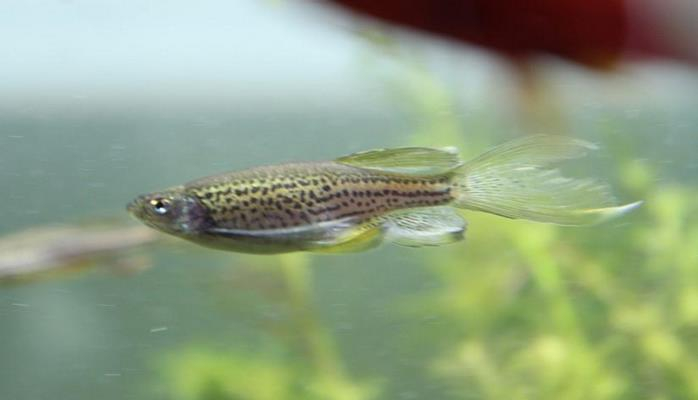 Учёные заявили об обнаружении «первого фазового перехода» у аквариумных рыб