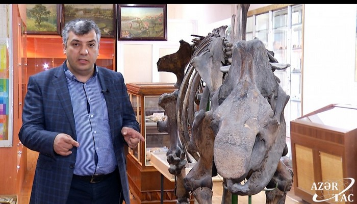 Azərbaycan ərazisindən tapılan qədim heyvan sümükləri - fil, kərgədan, nəhəng kaftar...