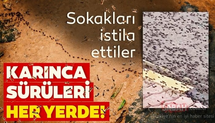 Karınca istilasında korkutan görüntüler geldi! Çekirge istilası sonrası şimdi de yeni tehdit!