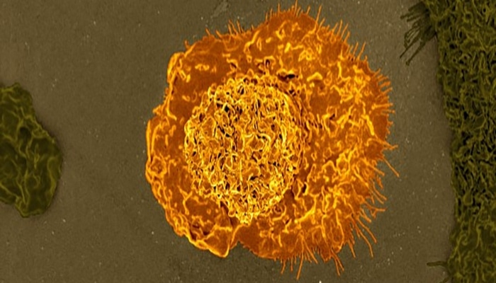 Обнаружены иммунные клетки, которые могут помочь в борьбе с коронавирусом
