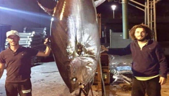 В Португалии поймали крупнейшего в мире тунца