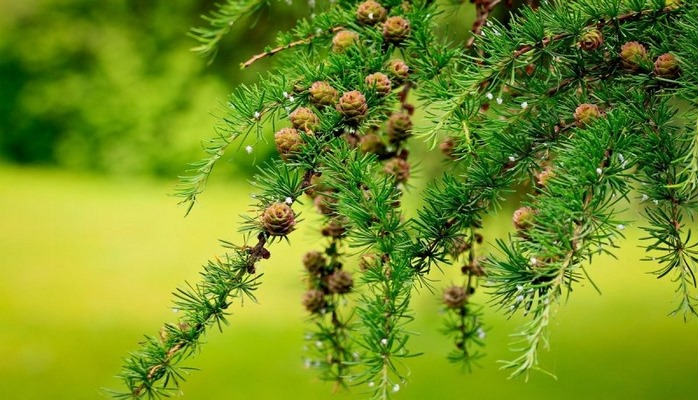 10 интересных фактов о древесине лиственницы