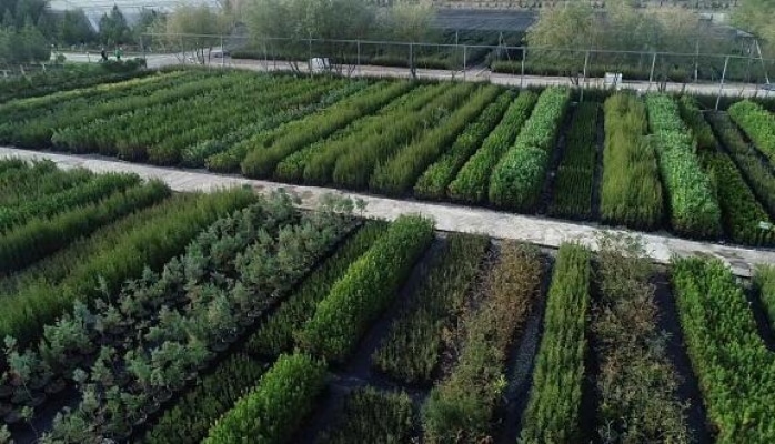 Azərbaycanda yeni bir rekorda imza atılacaq