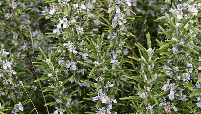 Rozmarinin faydaları və zərərləri