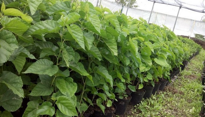 Azərbaycana daha 1 mln. ədəd tut tingi gətiriləcək