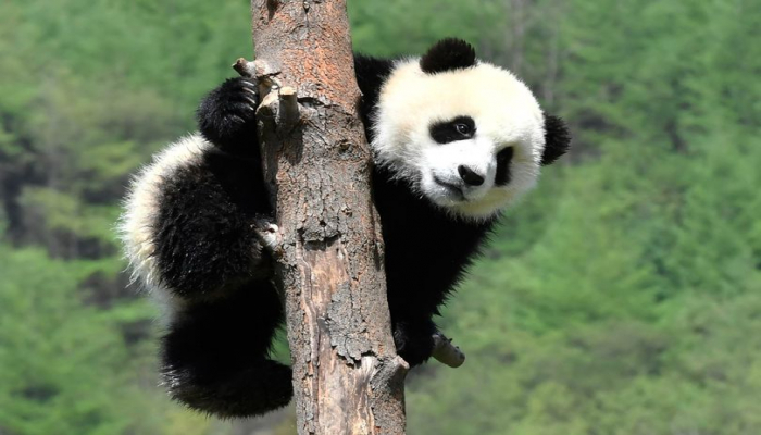 Alimlər yeni panda növü aşkarladı