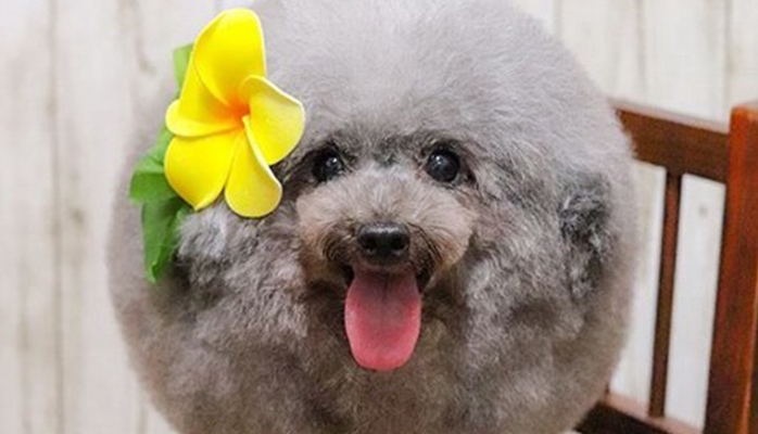 İdeal saç düzümlü “yumru” it Instagramı şənləndirdi